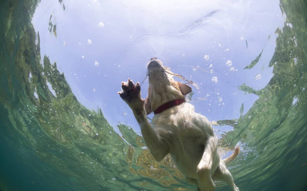 REMISE_EN_FORME_AQUATIQUE_CHIEN 1200X750 | Zen'dog Pourquoi la remise en forme aquatique est-elle idéale pour les chiens en surpoids sans les épuiser ? Colmar