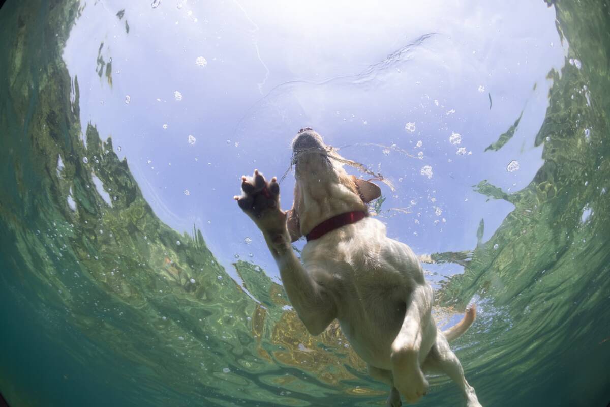Pourquoi la remise en forme aquatique est-elle id&eacute;ale pour les chiens en surpoids sans les &eacute;puiser ? Colmar