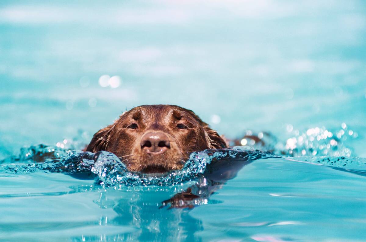 Quels b&eacute;n&eacute;fices mentaux inattendus la marche aquatique apporte-t-elle &agrave; votre chien ? Illzach